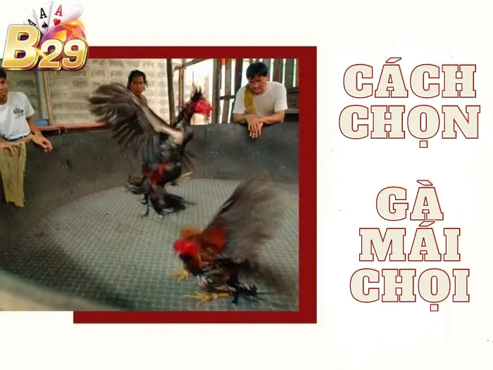 Hướng dẫn cách chọn gà mái chọi đúc gà trống